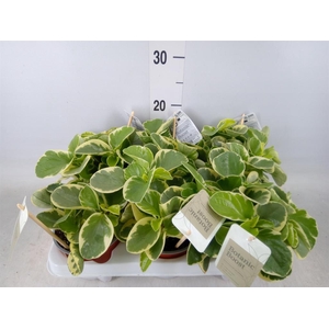 Peperomia obt. 'Variegata'