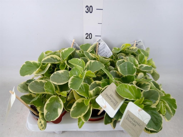 <h4>Peperomia obt. 'Variegata'</h4>
