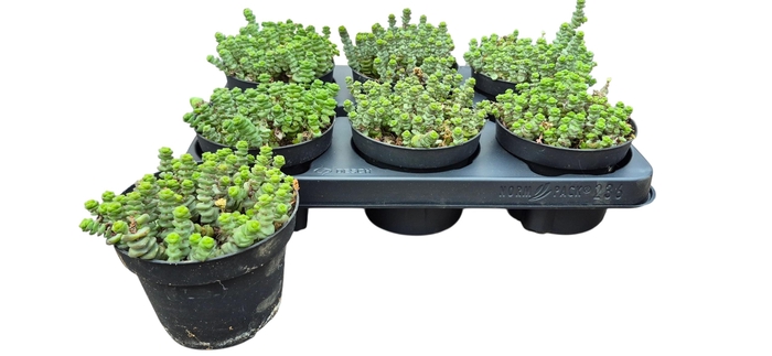 <h4>CRASS MARNIERIANA</h4>