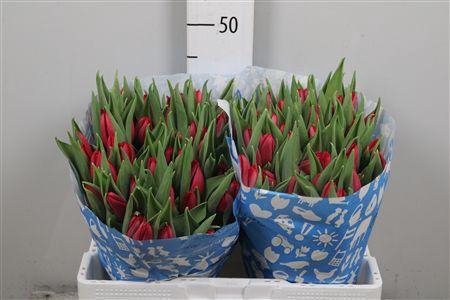 <h4>Tu En First Star</h4>