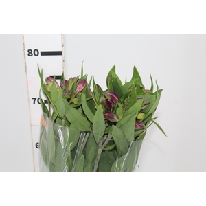 ALSTROEMERIA GALAXY 080 CM LILAS