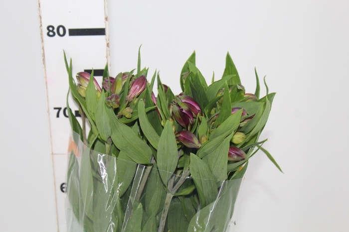 <h4>ALSTROEMERIA GALAXY 080 CM LILAS</h4>