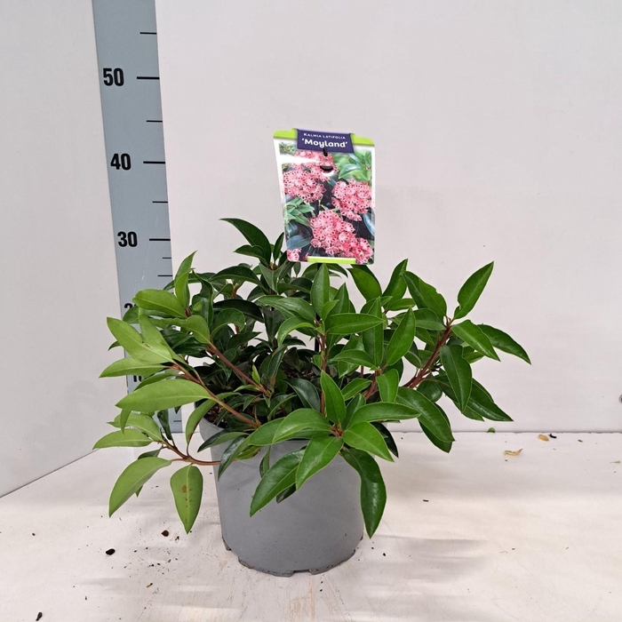 <h4>Kalmia latifolia</h4>