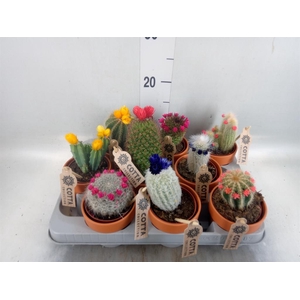 Cactus   ...decorated