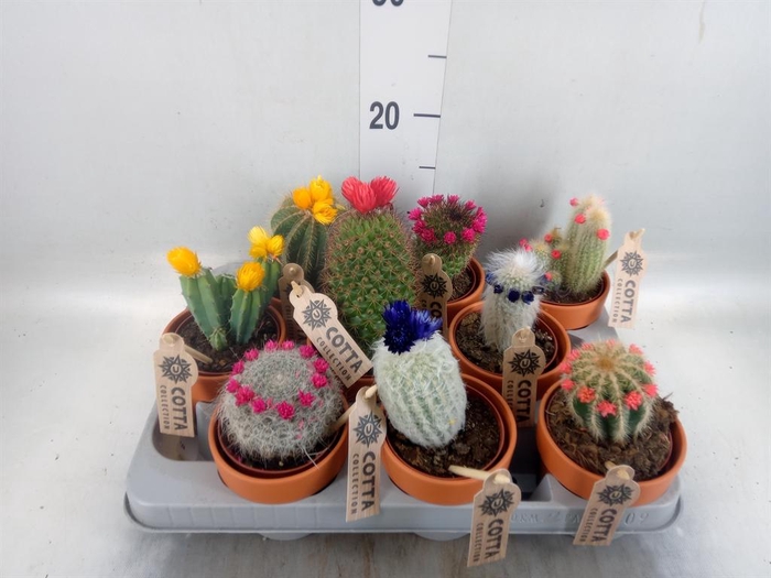 <h4>Cactus   ...decorated</h4>