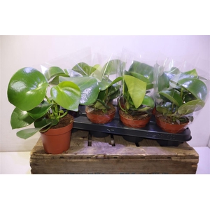 arr8 Pep Polybot Raindrop