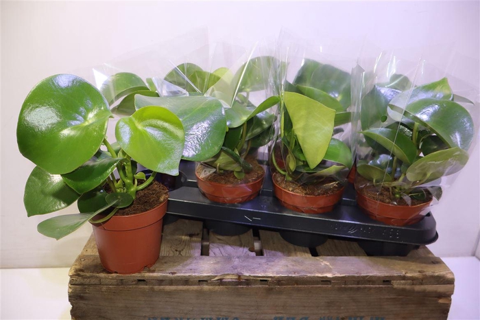 <h4>Pep Polybot Raindrop</h4>