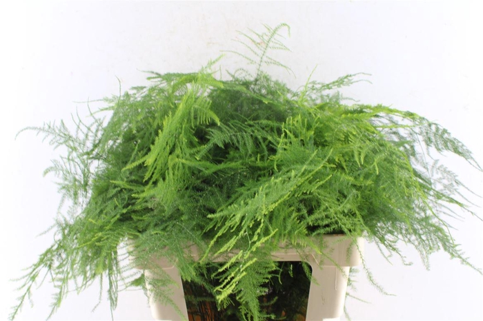 <h4>Asparagus Set Extra Veren</h4>