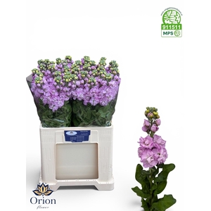 MATTH MATHILDA PINK