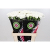 Dianthus St Holly