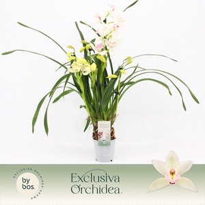 Cymbidium, Lucky Kate 4-spike 'Exclusiva Orchidea'
