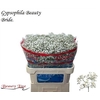 Gyps Pa Beauty Bride