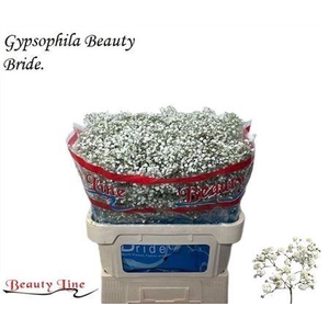 Gyps Pa Beauty Bride