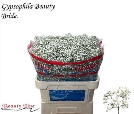 <h4>Gyps Pa Beauty Bride</h4>