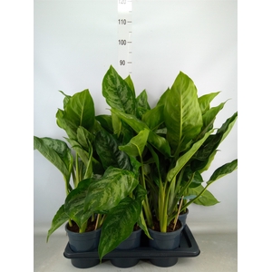 Aglaonema  'Chantal'