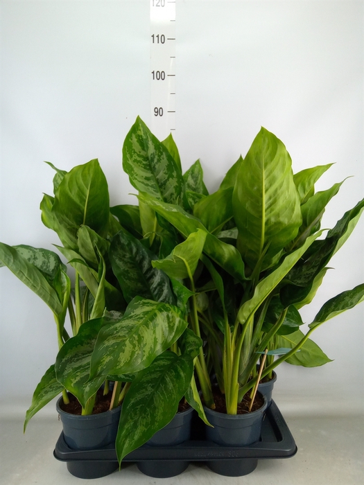 <h4>Aglaonema  'Chantal'</h4>