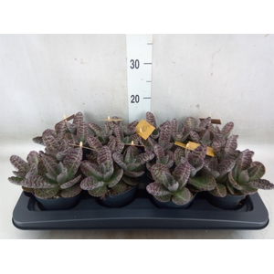 Kalanchoe humilis 'Surpris Desert'