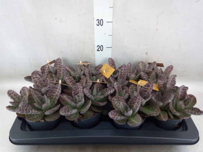 <h4>Kalanchoe humilis 'Surpris Desert'</h4>