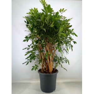 Schefflera arbor. 'Compacta'