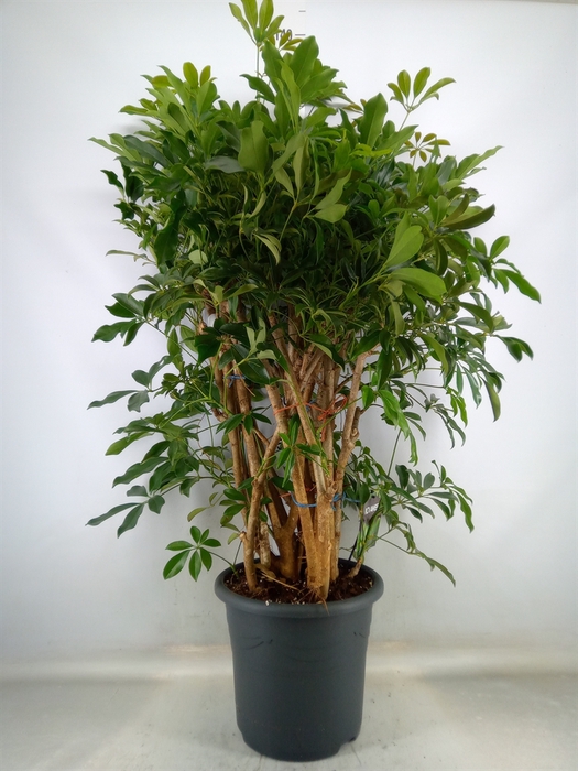 <h4>Schefflera arbor. 'Compacta'</h4>