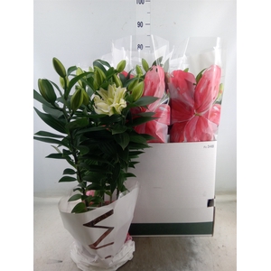 Lilium ori.  'Roselily Zeta'