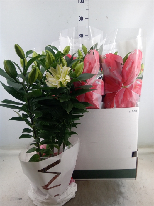 <h4>Lilium ori.  'Roselily Zeta'</h4>