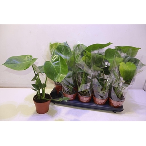 arr8 Monstera Deliciosa