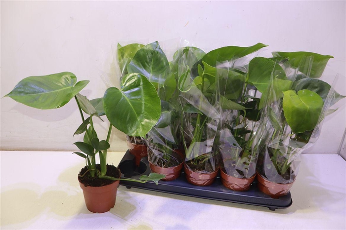 <h4>arr8 Monstera Deliciosa</h4>