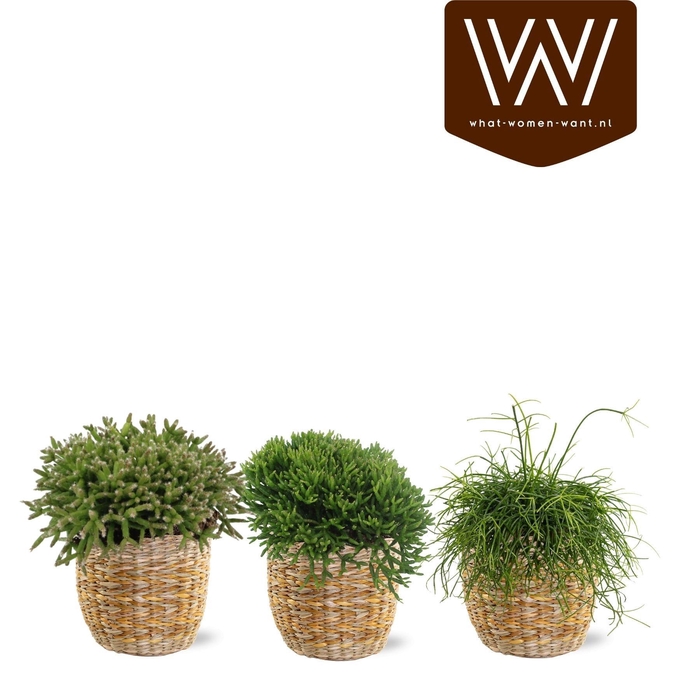 <h4>ARR KAMERPL GROEN</h4>