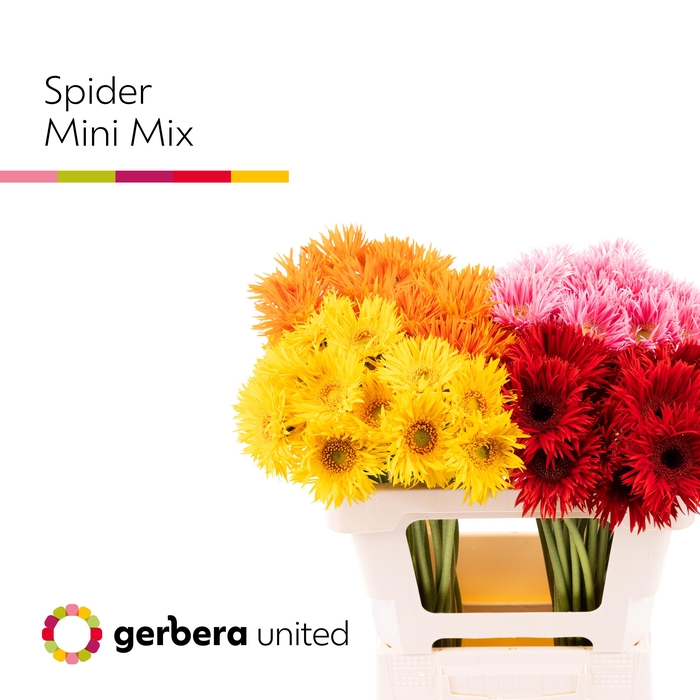 Germini Spider Mix Spider 4 kleuren Water