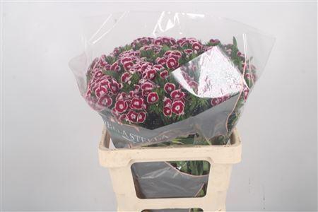 <h4>Di Barb King 55cm</h4>