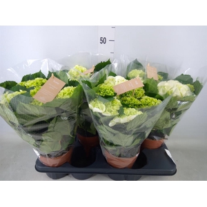 Hydrangea mac. 'Crystal Palace'