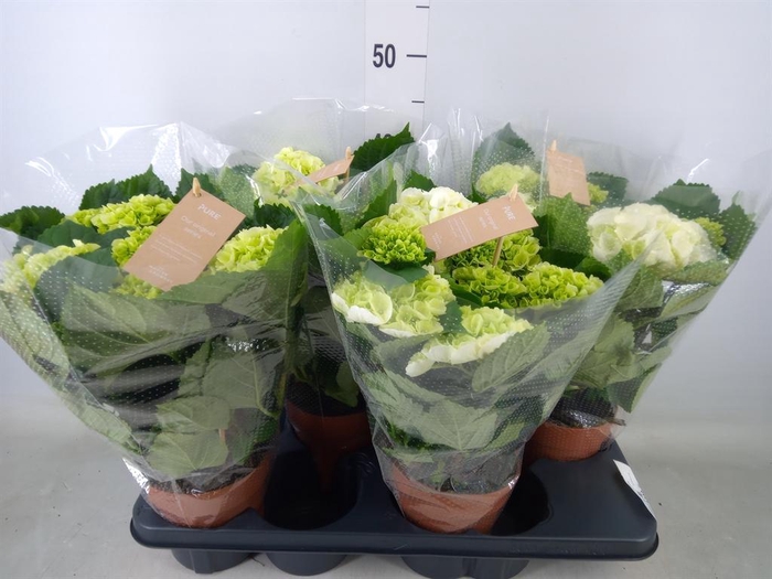 <h4>Hydrangea mac. 'Crystal Palace'</h4>