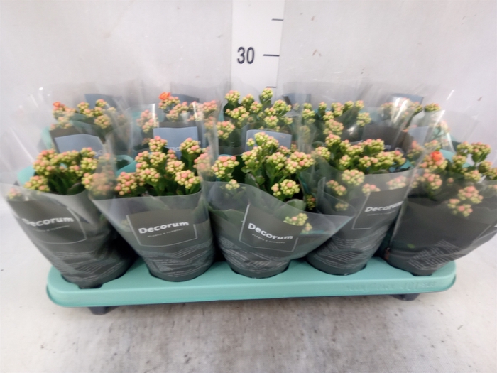 <h4>Kalanchoe blos. 'Sumo Orange'</h4>