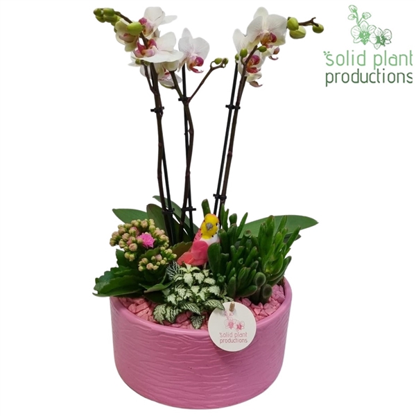 <h4>Stella Pink</h4>