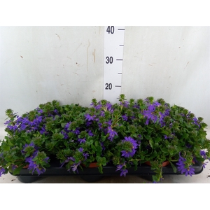 Scaevola aemula 'Blue Fan'