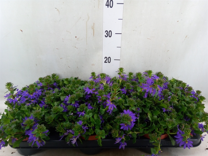 <h4>Scaevola aemula 'Blue Fan'</h4>
