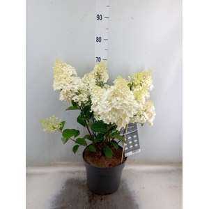 Hydrangea pan.