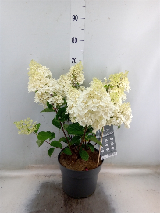 <h4>Hydrangea pan.</h4>