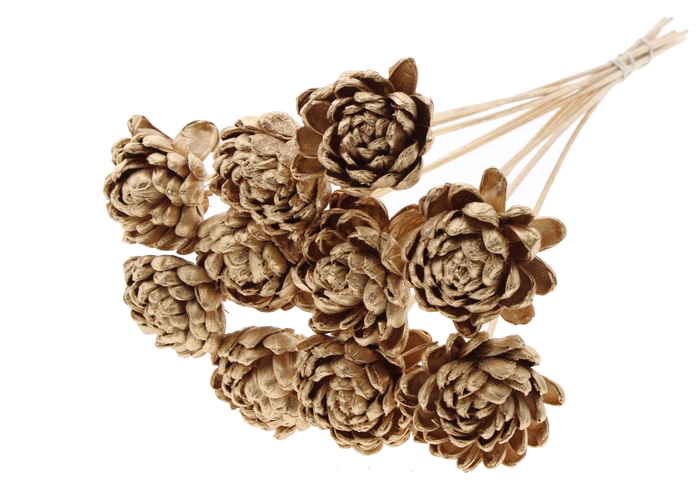 Shola New Beauty Rose Ø8cm on stem Antique Gold
