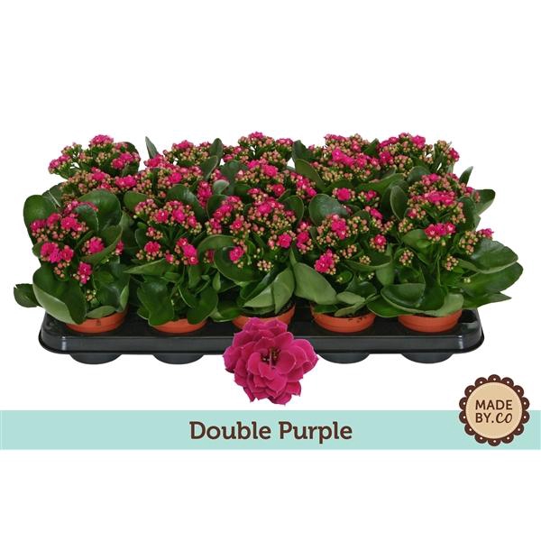 <h4>Kalanchoë Double Purple - no sleeve</h4>