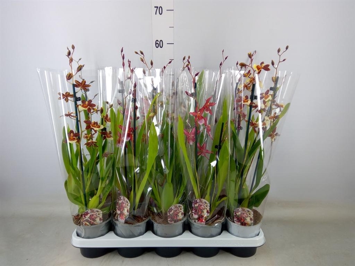 <h4>Cambria   ...mix</h4>