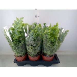 Phlebodium aureum 'Davana'