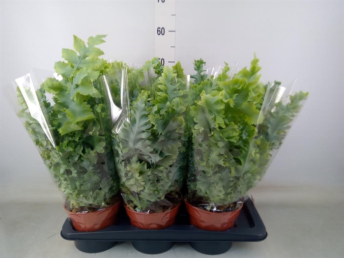 <h4>Phlebodium aureum 'Davana'</h4>