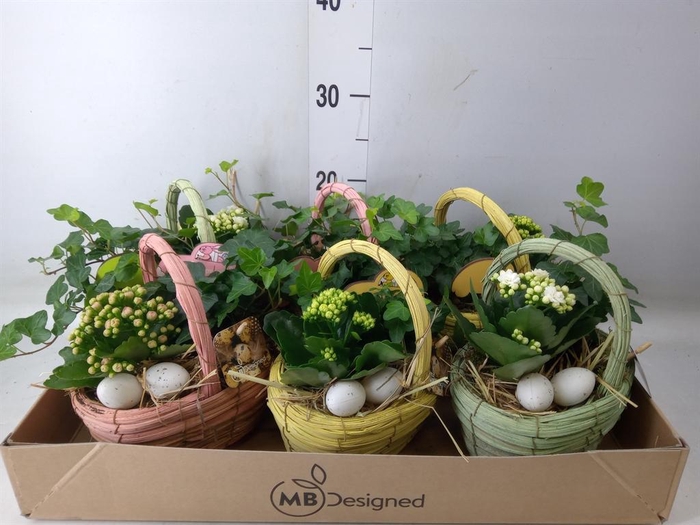 <h4>Planten ..in schaal L%</h4>