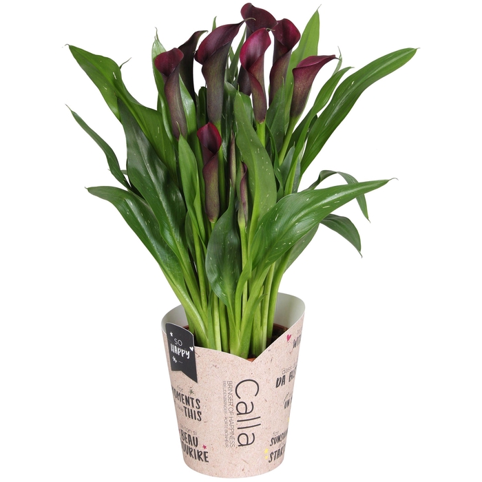 <h4>Zantedeschia Odessa SoHappyCalla zwart met bruine gift potcover</h4>
