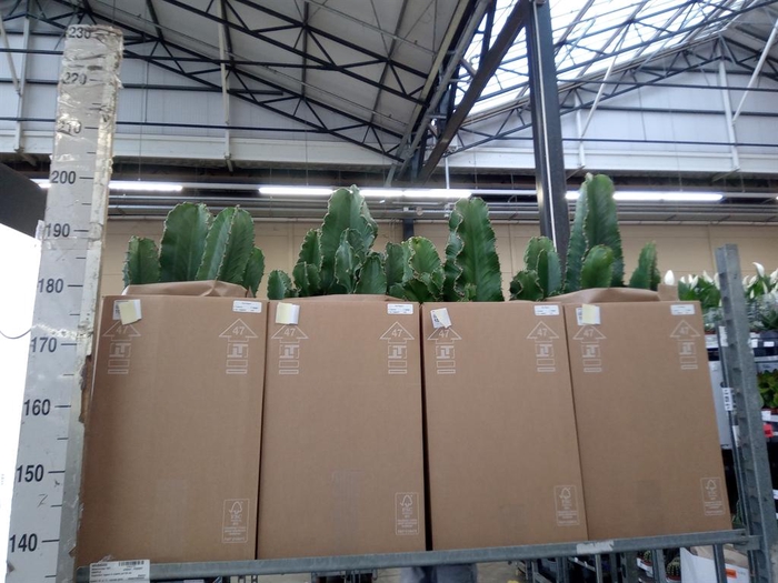 <h4>Euphorbia ingens</h4>