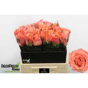 ROSA GR 'BLUSHING REEVA'