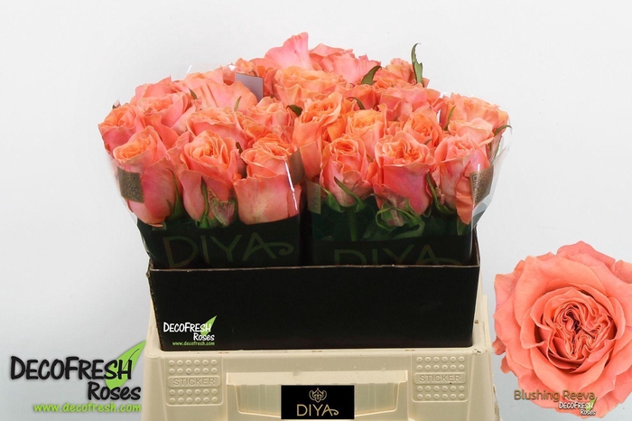 <h4>ROSA GR 'BLUSHING REEVA'</h4>