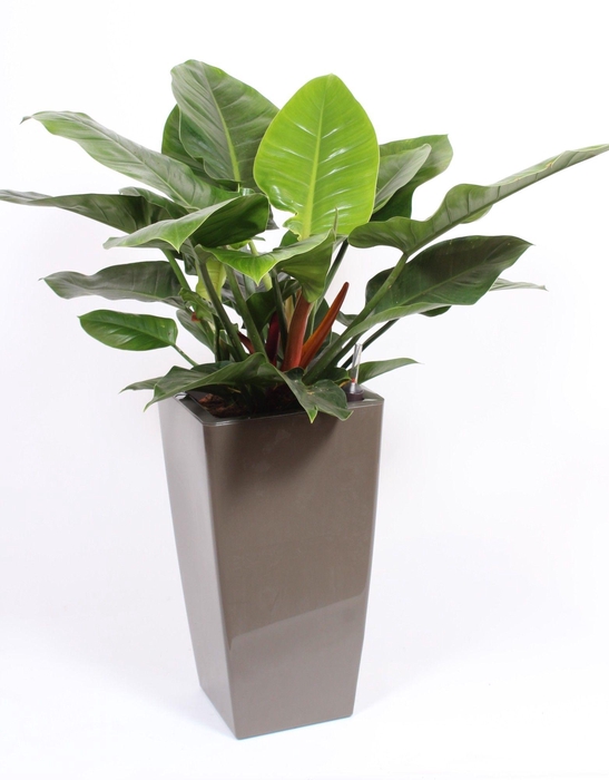 <h4>Philodendron Imperial Green in Piza pot "taupe"</h4>